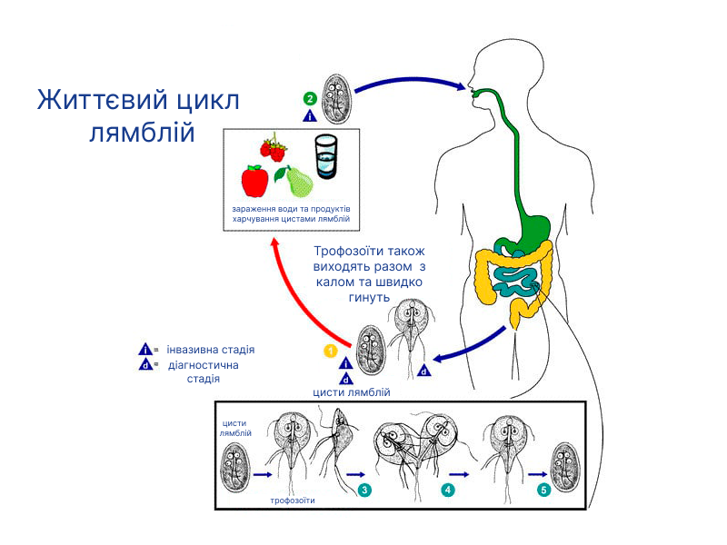 Лямблії. Симптоми. Діагностика та лікування.