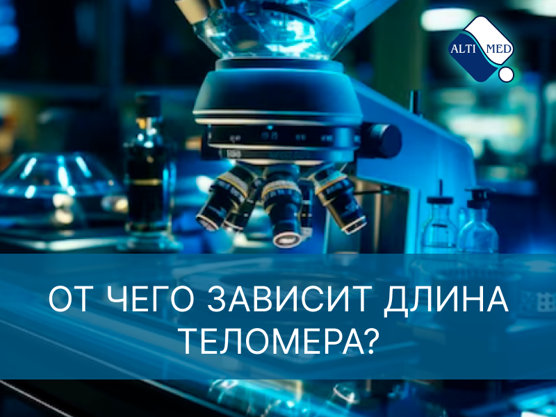 От чего зависит длина теломера?
