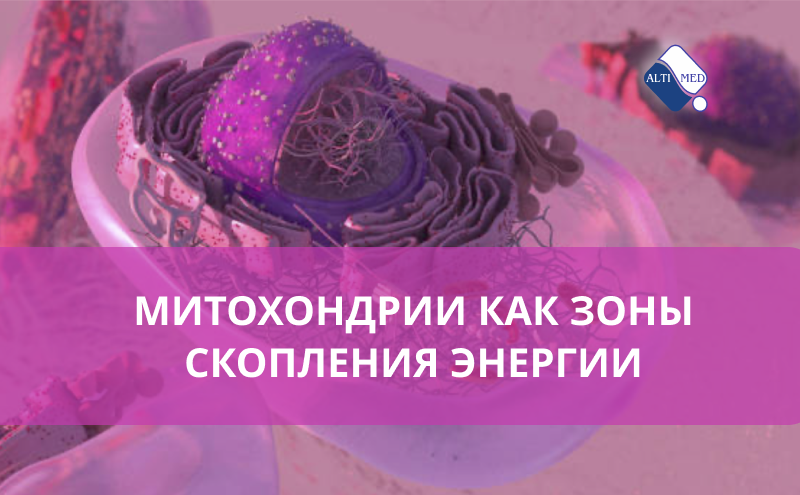Митохондрии как зоны скопления энергии