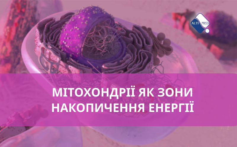 Мітохондрії як зони накопичення енергії